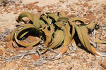 Welwitschia mirabilis dans le Damaraland. Cette plante étrange, endémique du Namib, n'est constituée que de deux feuilles qui ont tendance à se déchirer, et peu vivre jusqu'à 1000 à 2000 ans.