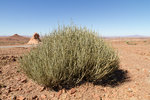 Euphorbia damarana, une variété d'euphorbe en buisson très toxique endémique du Damaraland.
