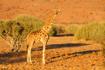 Girafe dans la concession de Palmwag...