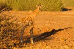 ... et son girafon