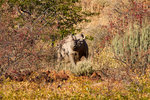 Rencontre rare de l'un des derniers rhinocéros noirs à l'état sauvage