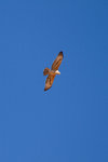 Grand rapace en vol