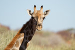 Girafe