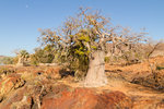 Baobab près des chutes Epupa