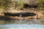 Crocodile sur les bords du fleuve Kunene