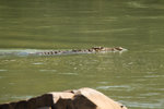 Crocodile dans le fleuve Kunene