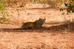 Léopard à Etosha