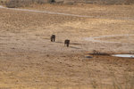 Éléphants à Etosha