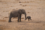 Éléphant et son éléphanteau