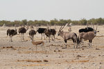 Autruches, springbok et oryx