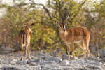 Impalas
