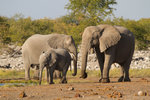 Éléphants