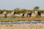Éléphants