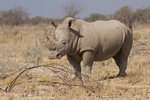 Rhinocéros blanc