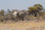 Éléphant