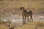 Guépard