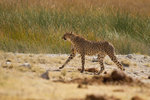 Guépard