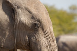 Éléphant