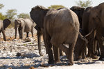 Éléphant dans une posture amusante