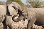 Éléphants intéragissant