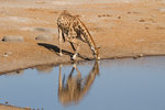 Girafe s'abreuvant