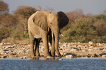 Éléphant