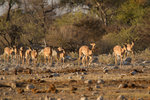 Impalas