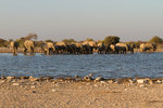 Éléphants s'abreuvant
