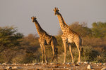 Girafes