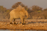 Éléphant faisant sa toilette