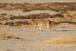 Jeune lion en patrouille