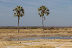 Twee palms à Etosha