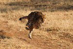 Guépard en course
