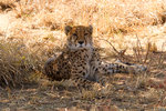 Femelle guépard se reposant