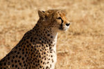 Guépard