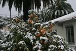 Oranges.