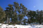 Eucalyptus dans l'Esterel.