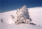 La neige recouvre presque intégralement ce pauvre petit sapin…