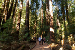 Forêt de séquoias de Muir Woods