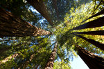 Forêt de séquoias de Muir Woods