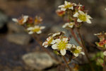 Saxifrage.