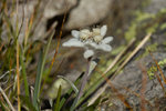 Edelweiss.